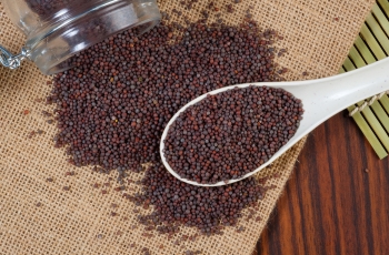 Mustard Seeds, scientifically known as Brassica nigra, are alternatively referred to as black mustard, brown mustard, or true mustard. These small seeds, measuring approximately 1-2 mm in diameter, possess a robust, strongly flavored reddish-brown hue. They are prominently used in various Indian cuisines, known for their pungent nature compared to other mustard varieties. While there are over 40 mustard plant varieties, culinary mustard seeds are primarily sourced from just three of these. Krishna Industries is a key supplier of black mustard seeds, serving markets globally.