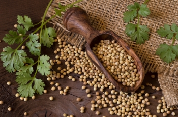 Coriander seeds, a staple in Indian cuisine and sourced globally, are dried fruits with a pale yellow to yellowish-brown color, renowned for their distinct taste and aroma. These seeds, derived from the coriander plant of the parsley family, offer a sweet, citrusy flavor profile, unlike the plant's leaf, cilantro. Native to Southern Europe and the Mediterranean region, coriander seeds are often toasted to intensify their aromatic qualities and are widely used in marinades and various cuisines. Apart from their culinary uses, these seeds are recognized for their health benefits, including diabetes management, aiding digestion, and their anti-inflammatory properties beneficial for arthritis.India, the largest producer of coriander seeds, offers various types such as Eagle quality, Scooter, and Parrot. These seeds can be used whole or ground into a powder for preparing curry masala, adding fragrance to rice, or making chutneys and gravies. Krishna Industries is a well known Coriander Seeds manufacturer in India who supplies and exports all over the world.